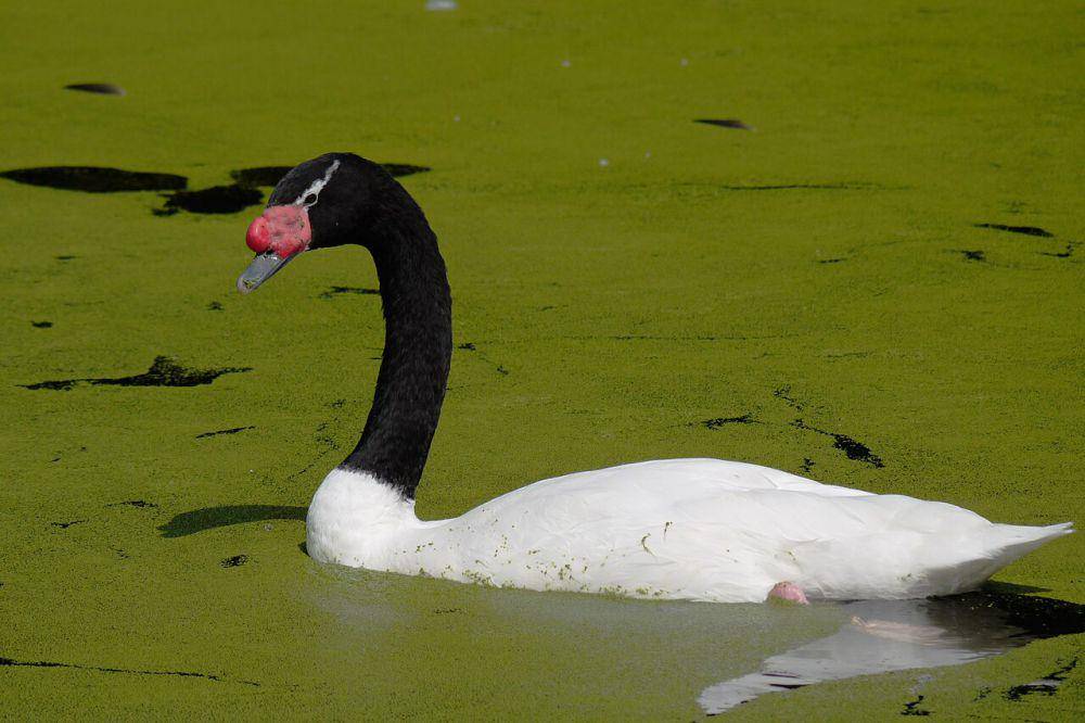 Angsa leher hitam (commons.wikimedia.org/Patche99z)