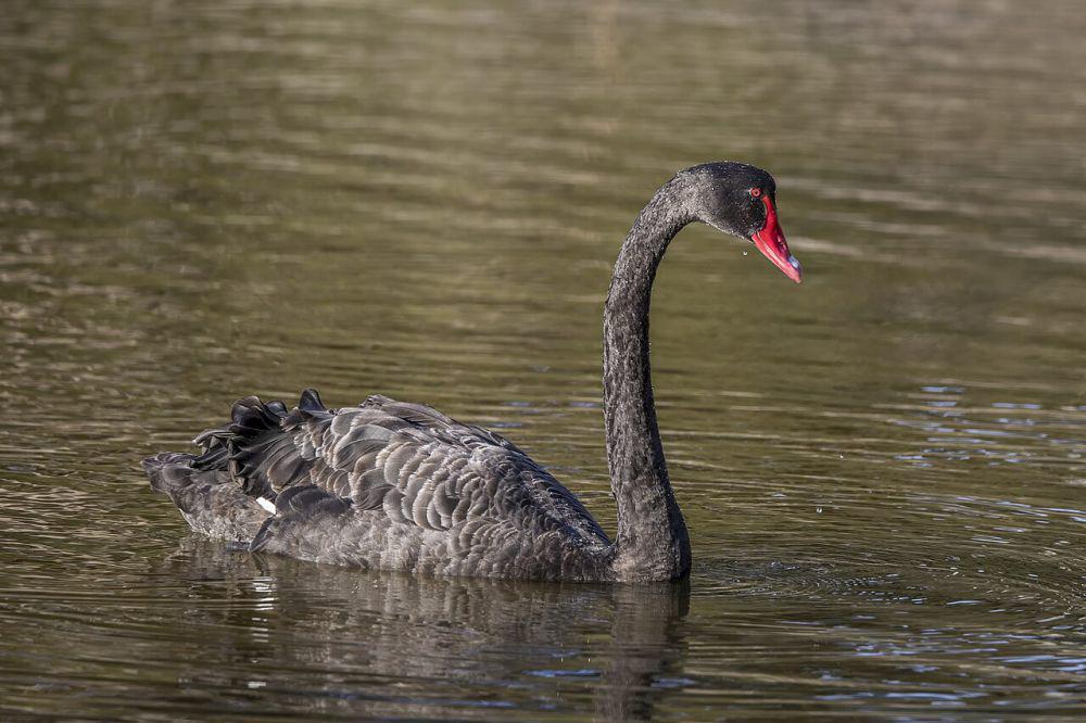 6 Spesies Angsa Unik dari Genus Cygnus, Gak Semuanya Berwarna Putih!