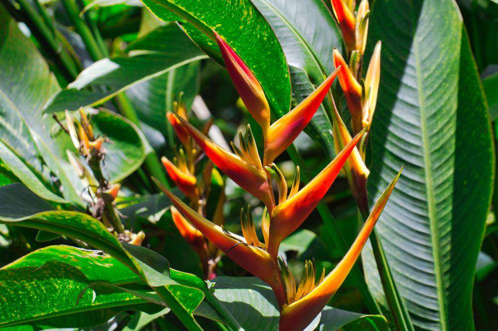 ilustrasi tanaman heliconia (pixabay.com/mfuente)