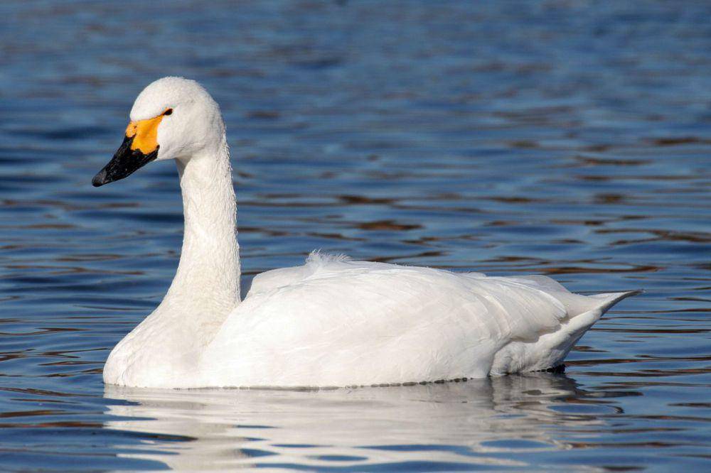 Angsa tundra (commons.wikimedia.org/Maga-chan)