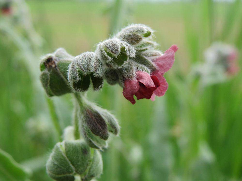 Hound's tongue (pixabay.com/WikimediaImages)
