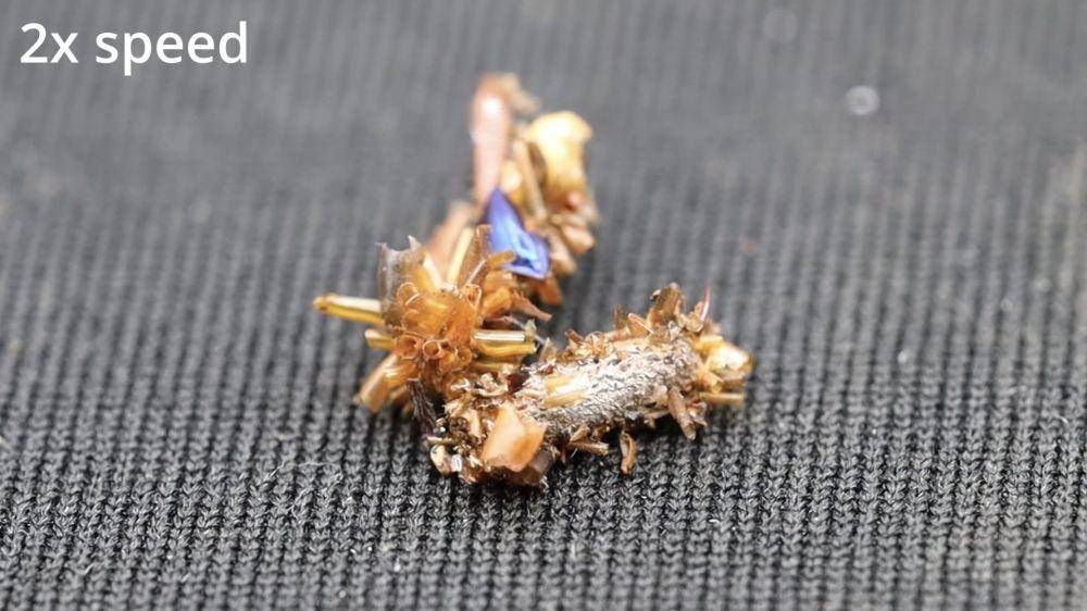 dok. Daniel Rubinoff/Bone collector caterpillar