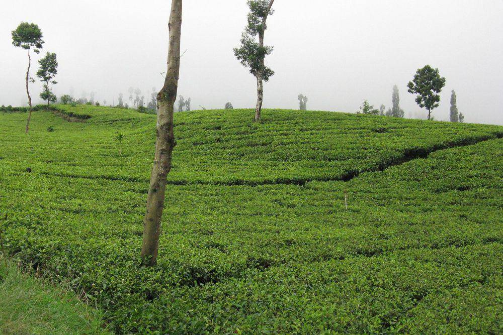 Agrowisata Tambi (commons.wikimedia.org/Deniker)