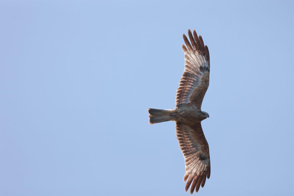Elang ekor kotak (inaturalist.org/jpshahady)