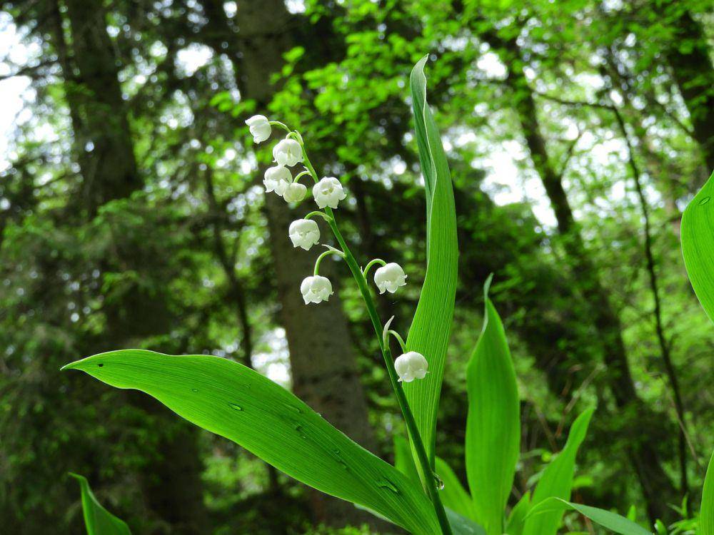 Lily of the valley (pixabay.com/wzdigiphoto)