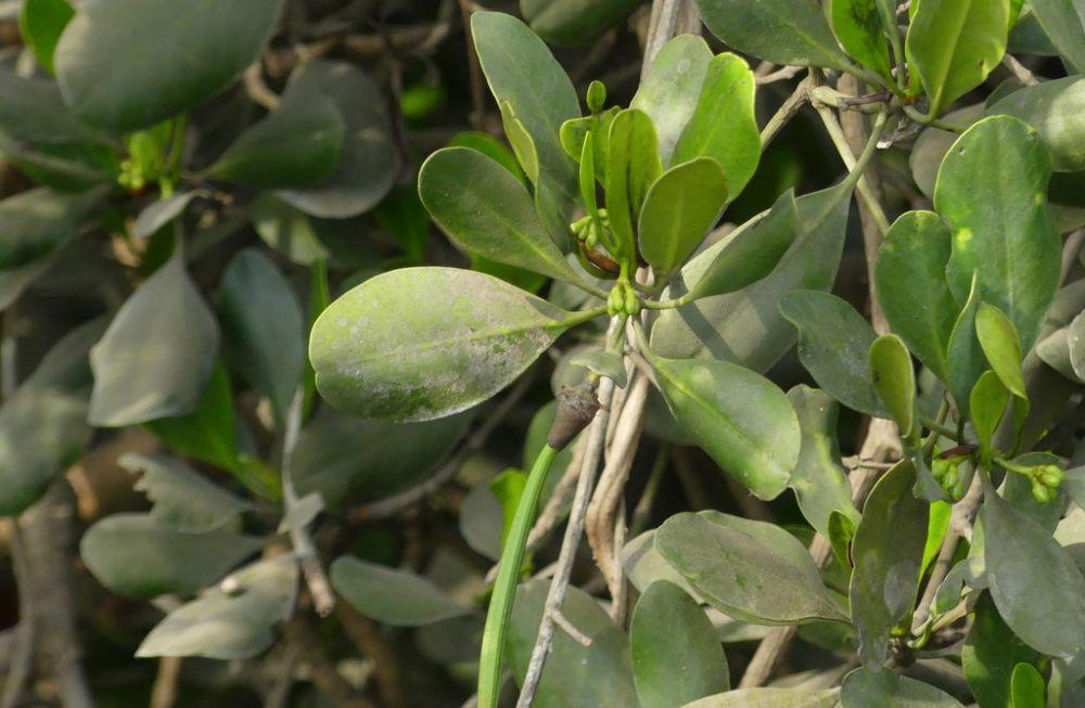 Mangrove (inaturalist.org/radhaveach)