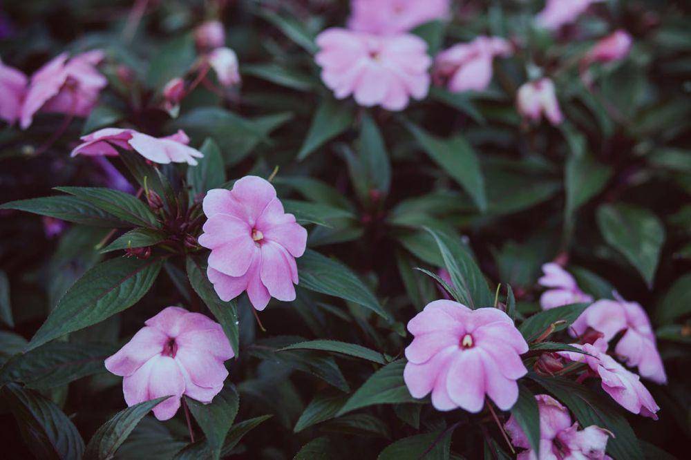 bunga impatiens (pexels.com/Thể Phạm)