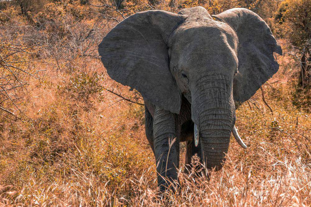 Gambar gajah (pexels.com/RENATO CONTI)
