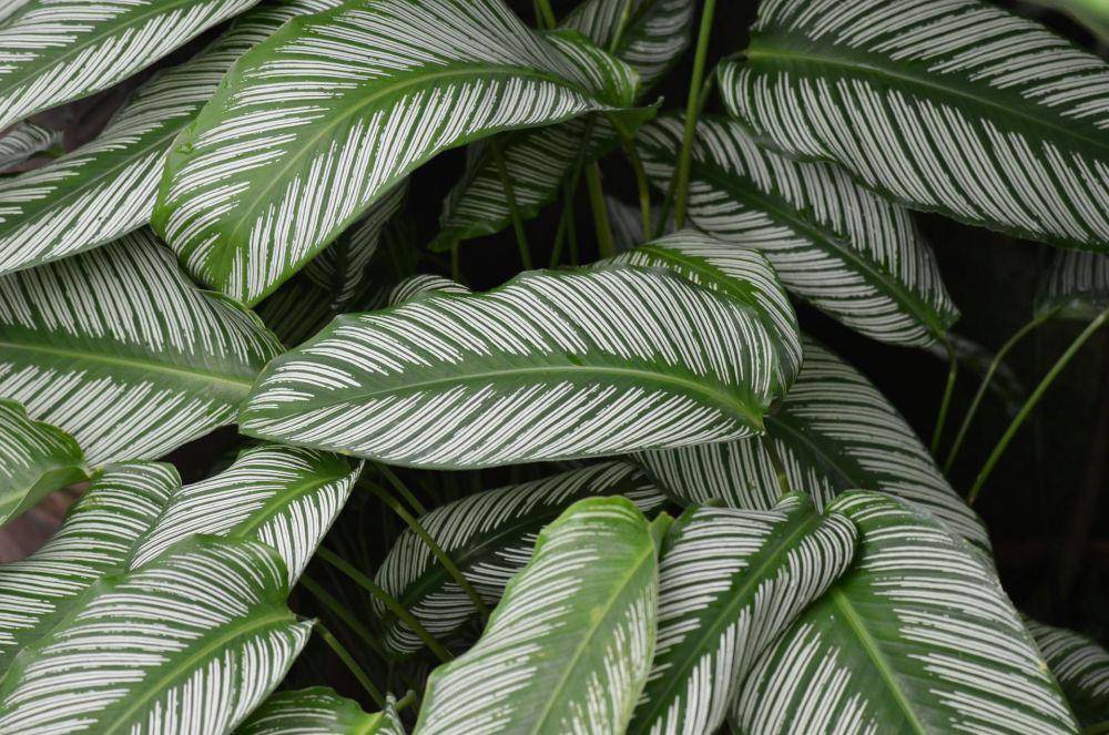 ilustrasi tanaman calathea (pexels.com/Yufan Jiang)