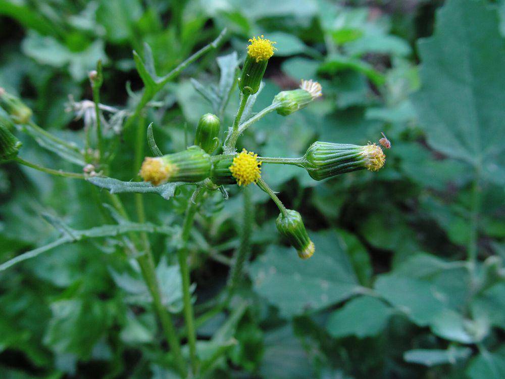 Groundsel (commons.wikimedia.org/Cbaile19)