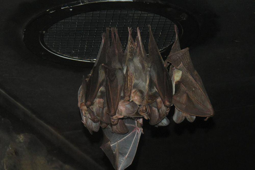 Kelelawar hantu (commons.wikimedia.org/Sardaka)