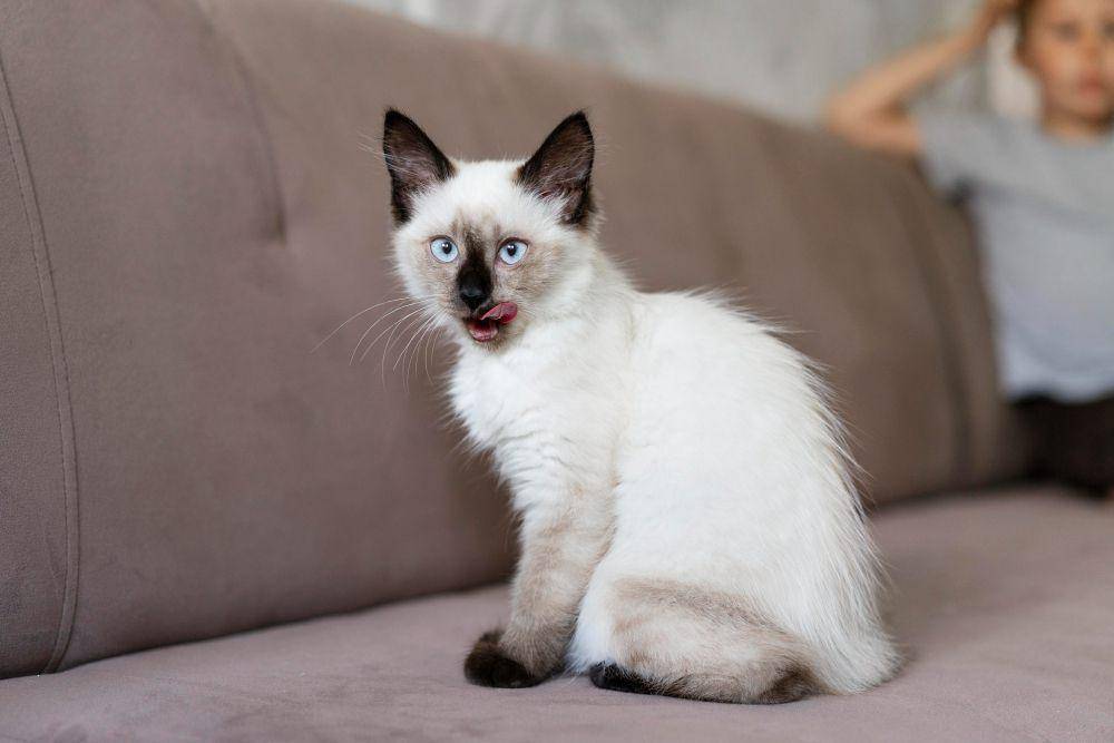 ilustrasi kucing duduk di sofa (freepik.com)