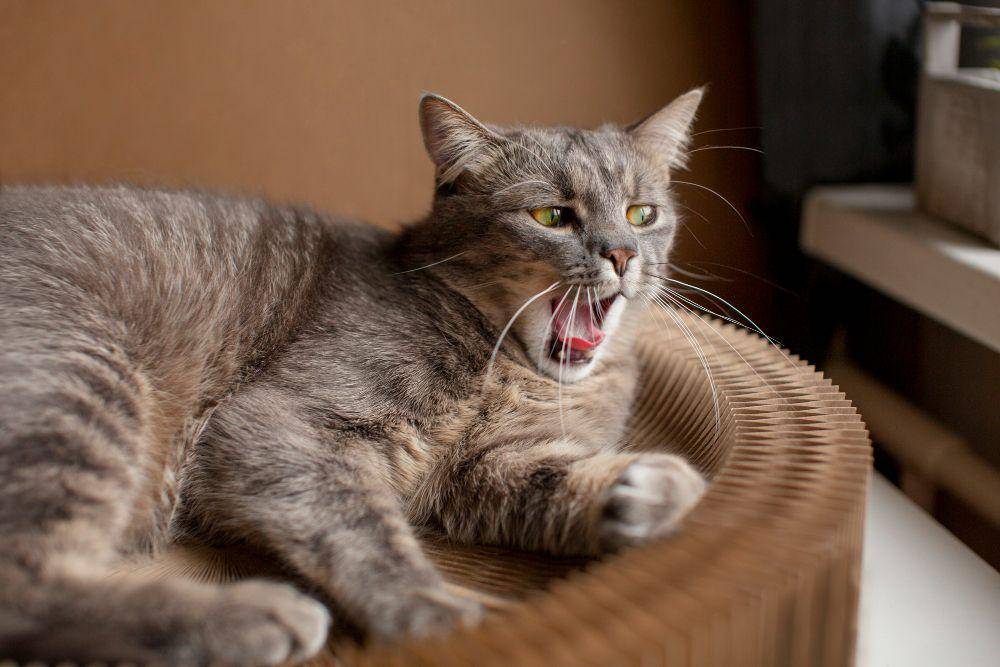 ilustrasi ekspresi kucing saat respons flehmen (freepik.com)