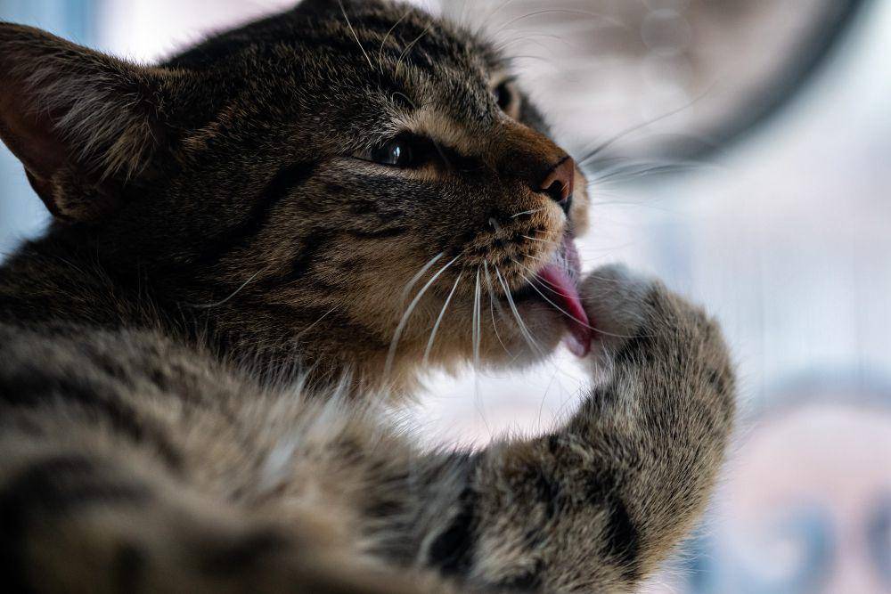ilustrasi kucing menjilati kakinya (pexels.com/wirestock)