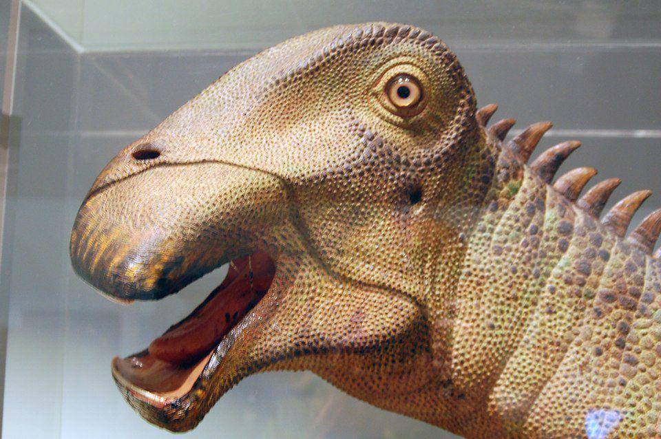 Bentuk rahang dan kepala Nigersaurus (commons.wikimedia.org/Matt Martyniuk (Dinoguy2)