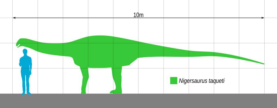 Ilustrasi ukuran tubuh Nigersaurus (commons.wikimedia.org/Slate Weasel)