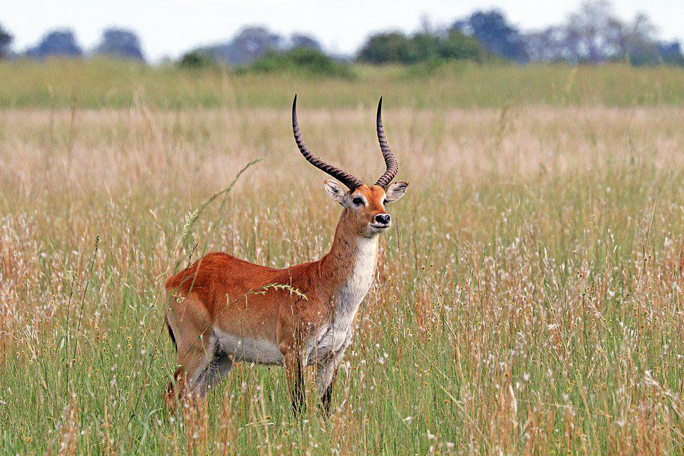 5 Fakta Lechwe, Spesies Antelop yang Sangat Bergantung pada Air