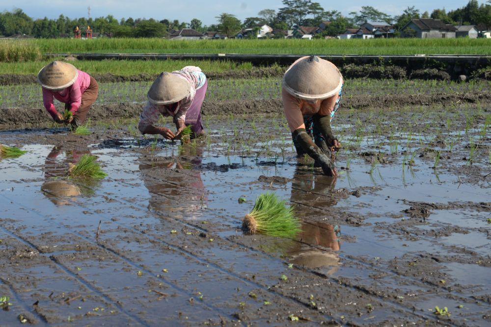 Pembebasan PBB, Lahan Produktif di Bantul Mulai Didata