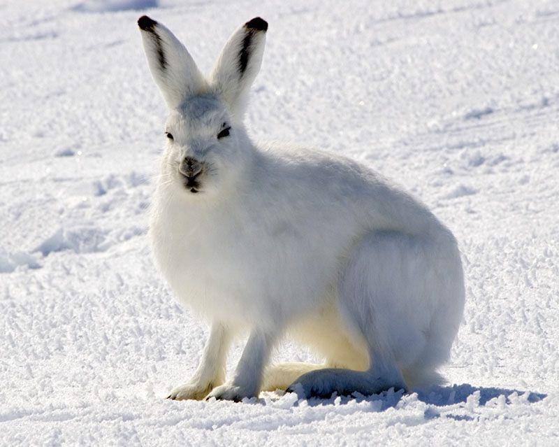 Arctic hare (commons.wikimedia.org/Steve Sayles)
