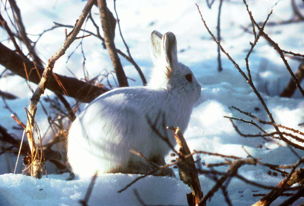 Arctic hare (commons.wikimedia.org/U.S. Fish & Wildlife Service)