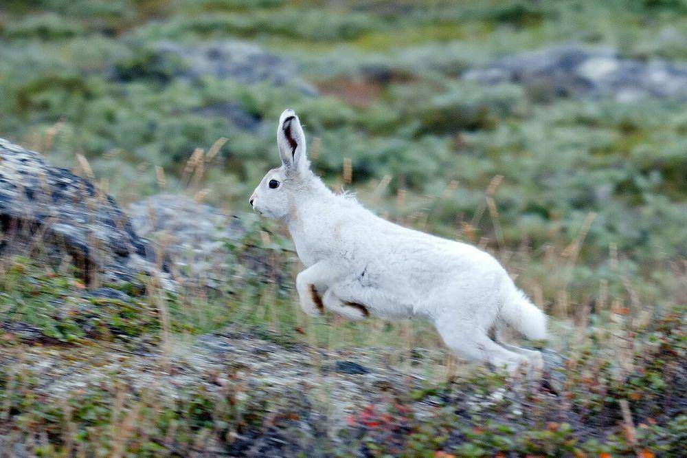 Arctic hare (commons.wikimedia.org/Daniel W. Carstensen (UNESP, Rio Claro, Brazil))