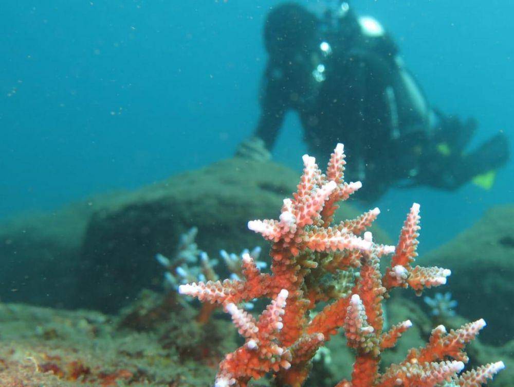 Keindangan bawah laut di Desa Wisata Les. (Jadesta.kemenparekraf.go.id)