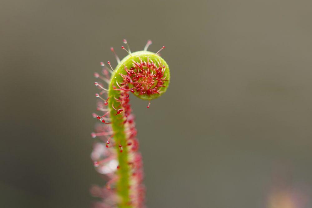 5 Fakta Thread-leaved Sundew, Perangkap Berdaun Benang
