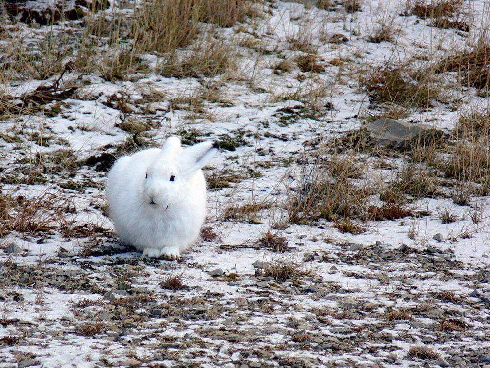 5 Fakta Arctic Hare, Hewan Mirip Kelinci dengan Bulu Putih Bak Salju