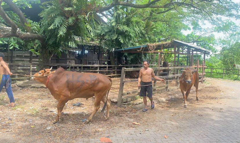 Jelang Idul Adha, 500 Sapi dari Madura dan Jawa Tiba di Banjarmasin