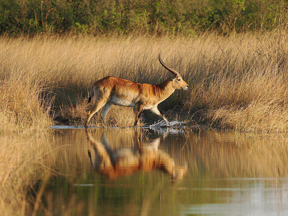 seekor lechwe yang sedang berada di dataran banjir (commons.wikimedia.org/Peter Archdale)