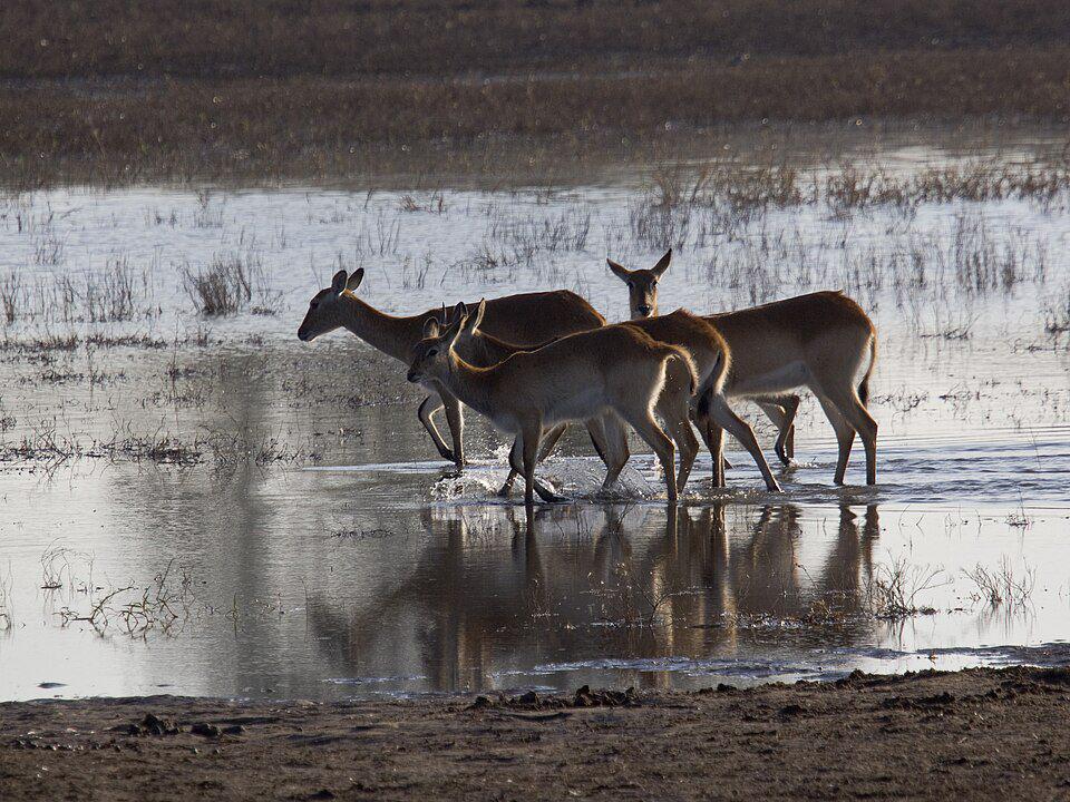 kelompok lechwe yang sedang berada di sekitar air (commons.wikimedia.org/Roger Culos)