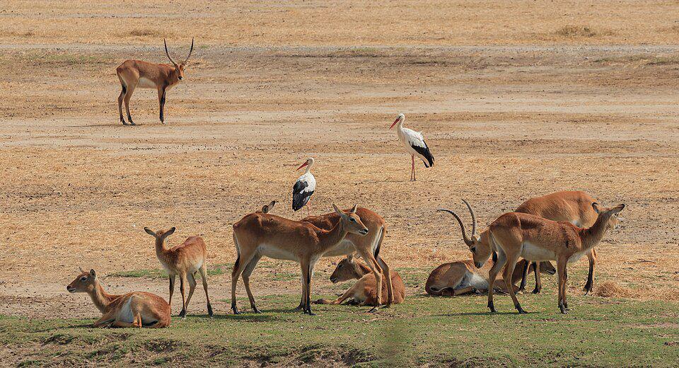 kelompok lechwe yang sedang bersantai (commons.wikimedia.org/H. Zell)
