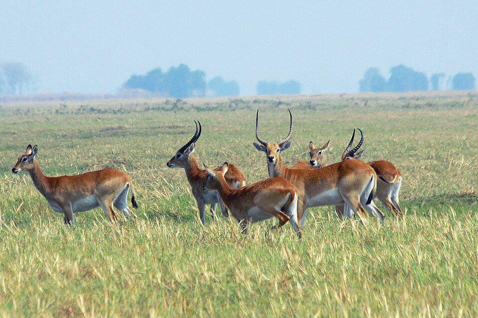 Lechwe jantan dan betina hanya akan bersama saat musim kawin tiba. (commons.wikimedia.org/Michal Sloviak)