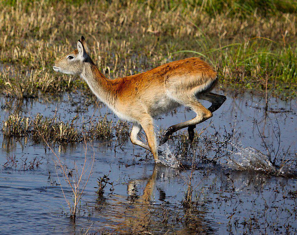 Lechwe mampu berlari dan melompat dengan baik di dalam air berkat adaptasi khusus di area kaki mereka. (commons.wikimedia.org/Steve Jurvetson)