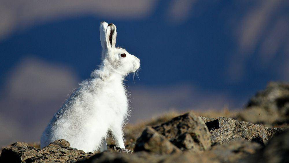 Arctic hare (commons.wikimedia.org/Michael Haferkamp)