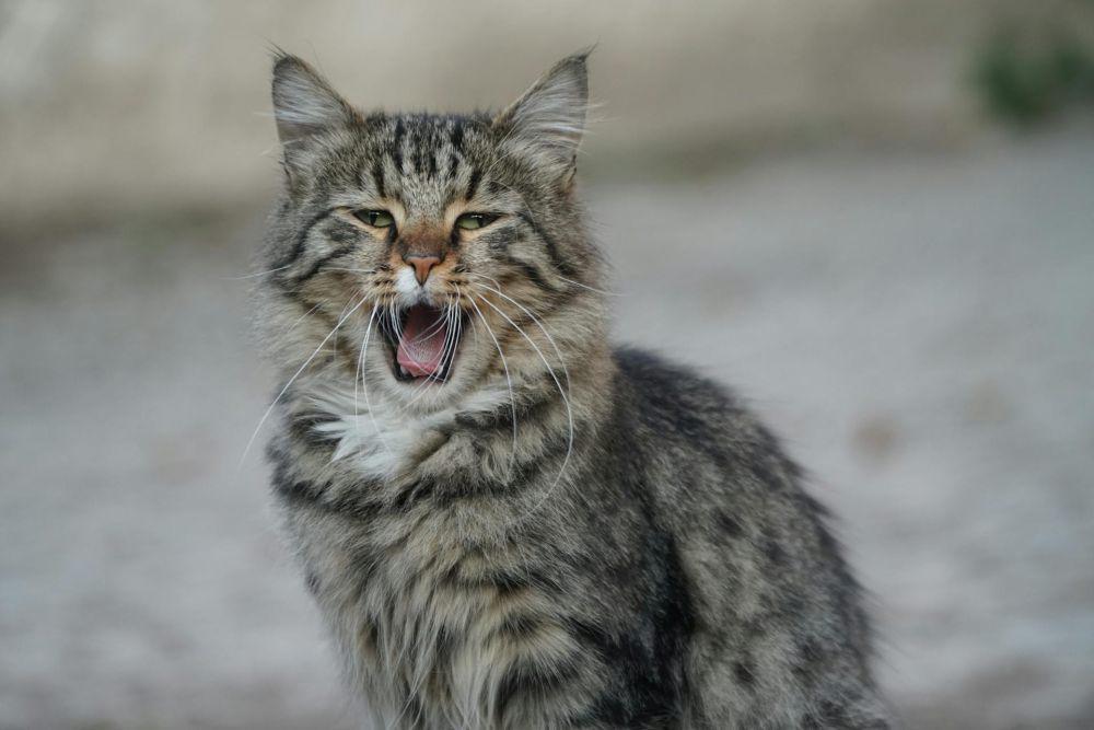 5 Fakta Unik di Balik Ekspresi Aneh Kucing Setelah Mencium Sesuatu