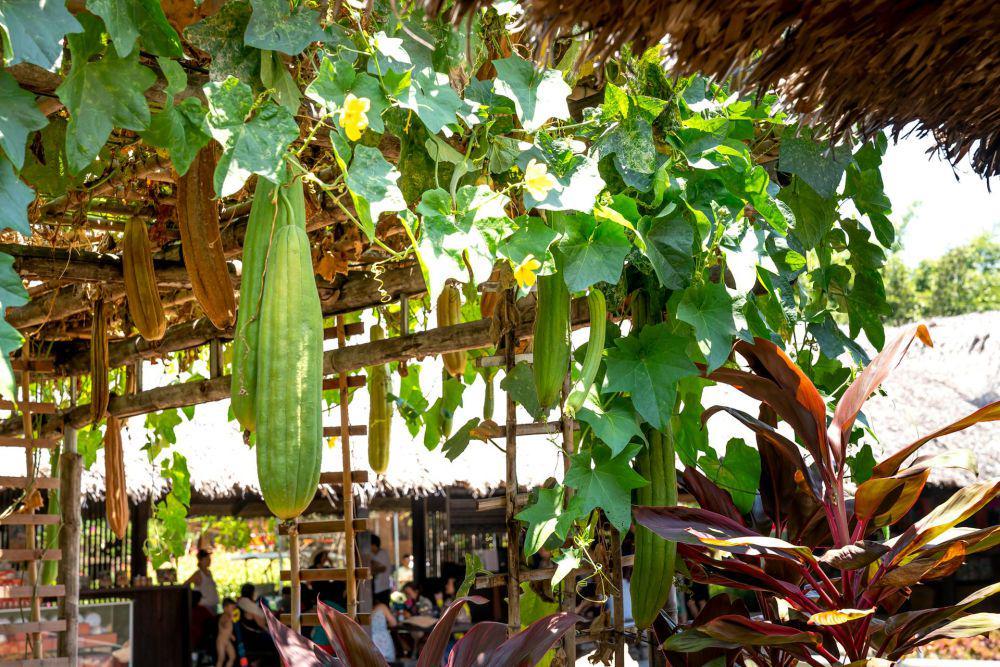 5 Tanaman Sayur yang Justru Subur di Tanah Jelek dan Kering