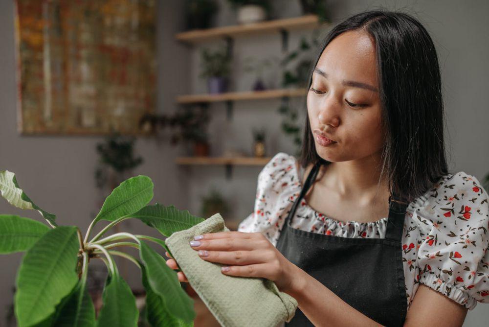 5 Manfaat Tak Terduga dari Menyeka Daun Tanaman Saat Udara Lembap