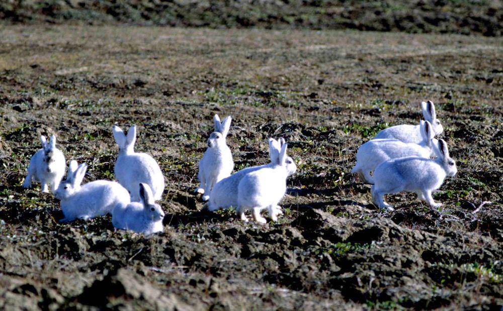 sebuah kelompok Arctic hare (commons.wikimedia.org/Ansgar Walk)