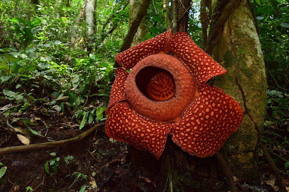 Rafflesia arnoldii