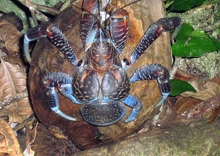 potret kepiting kelapa (commons.wikimedia.org/fearlessRich)