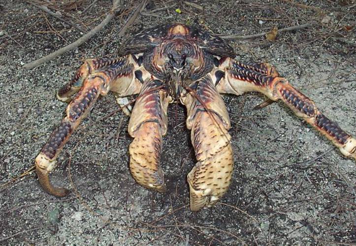 potret kepiting kelapa (commons.wikimedia.org/Drew Avery)