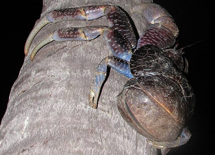 potret kepiting kelapa (commons.wikimedia.org/desertnaturalist)