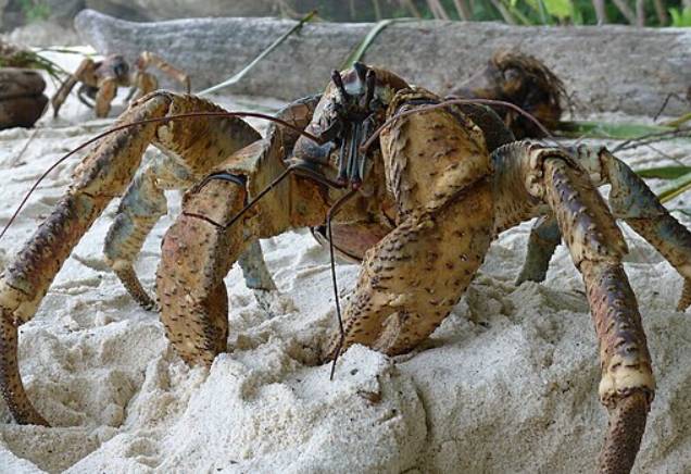 potret kepiting kelapa (commons.wikimedia.org/John Tann)