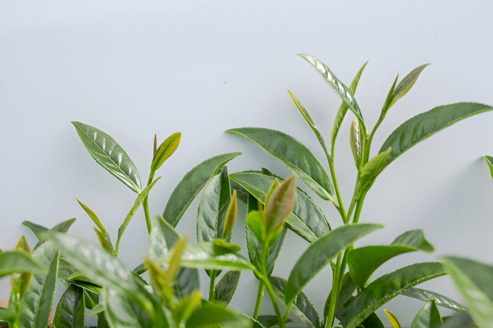 ilustrasi green tea (freepik.com/jcomp)