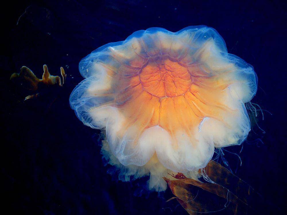 Cyanea capillata (Wikimedia Commons/Arnstein Rønning)