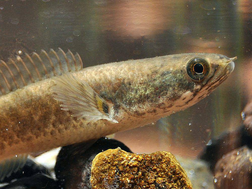 Ikan gabus kerdil (commons.wikimedia.org/Wibowo Djatmiko)
