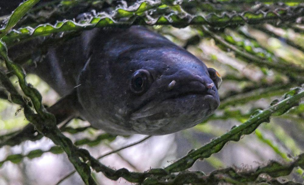 5 Spesies Ikan Gabus yang Sering Dipelihara, Harganya Mahal!