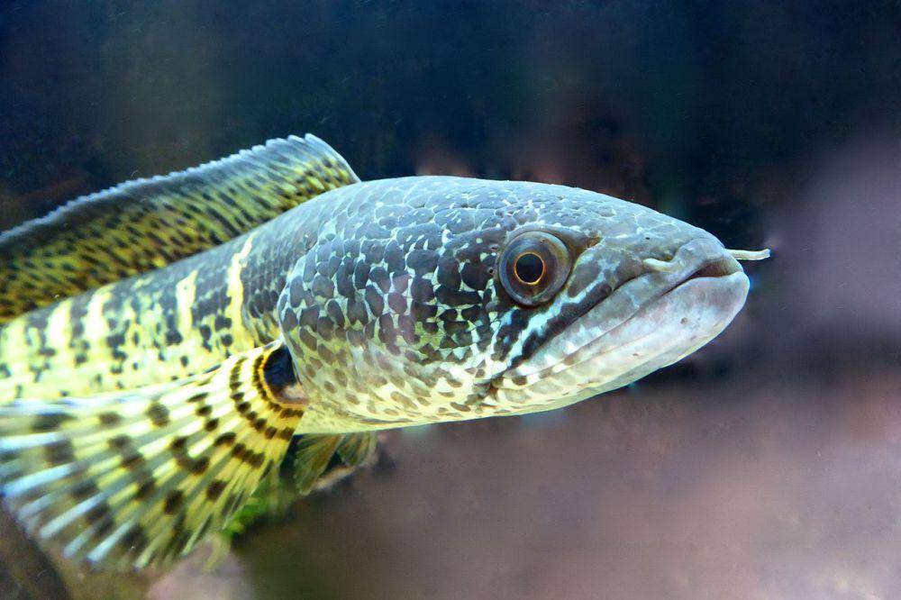 Ikan gabus tutul orange (commons.wikimedia.org/Ventus55)