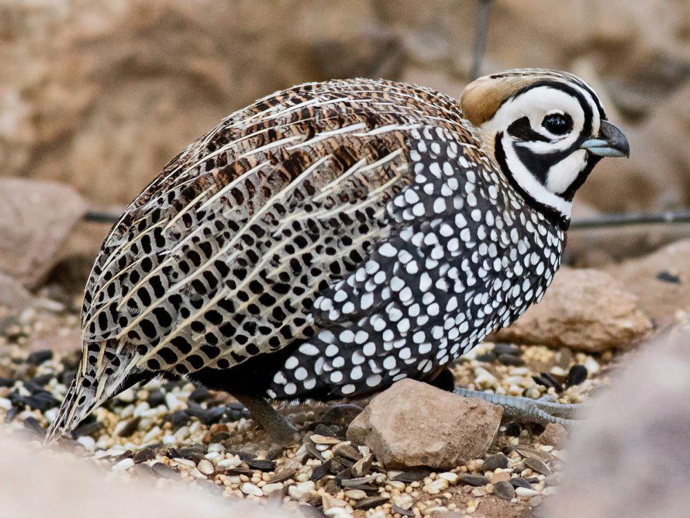 5 Fakta Menarik Puyuh Montezuma, Burung Puyuh Cantik yang Misterius